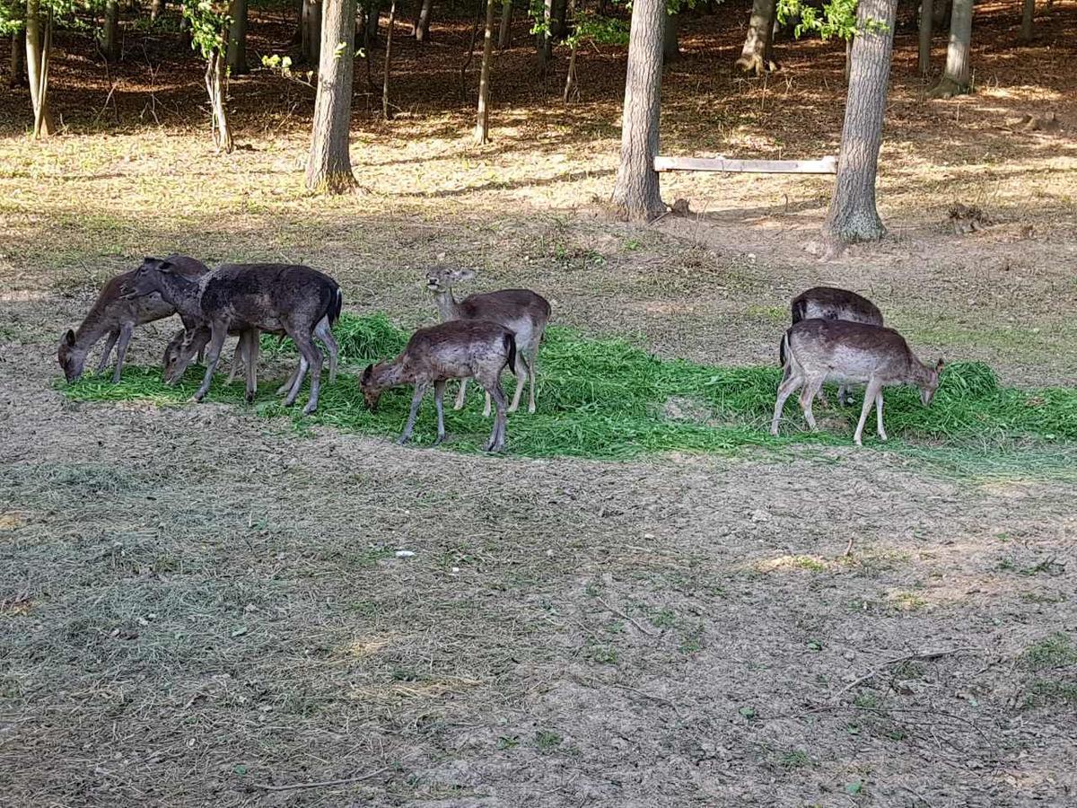 Etno Domacinstvo Milenkovic Villa Despotovac Buitenkant foto